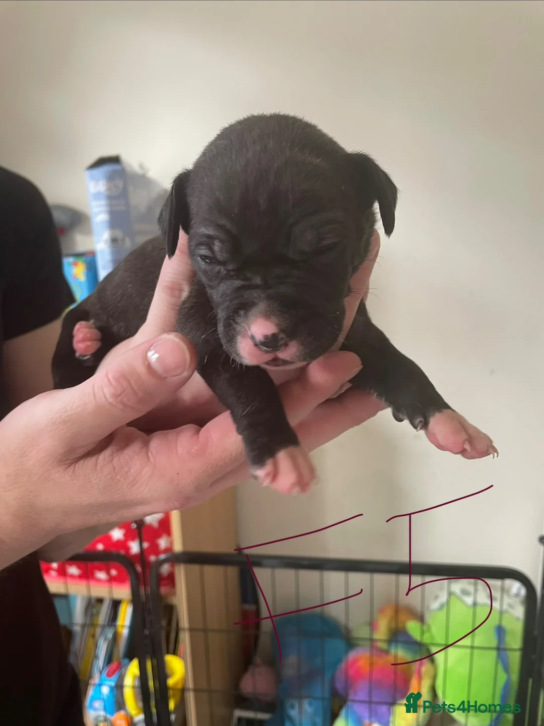 American Bull Staffy dogs for sale: Amstaff X pups  - Advert 27