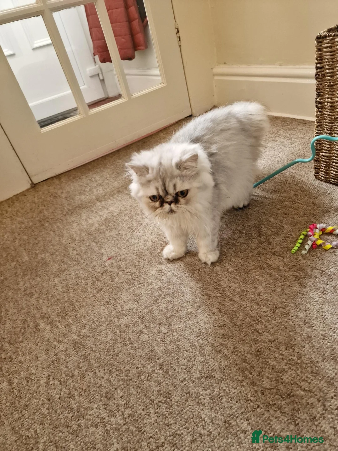 Persian cats for sale: Beautiful Mochi – 7-Month-Old Female Cat  - Advert 13