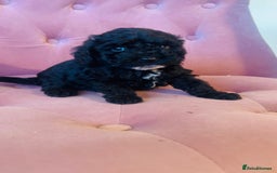 Cockapoo dogs for sale: F2 cockapoo only 3 remaining  - Image 8