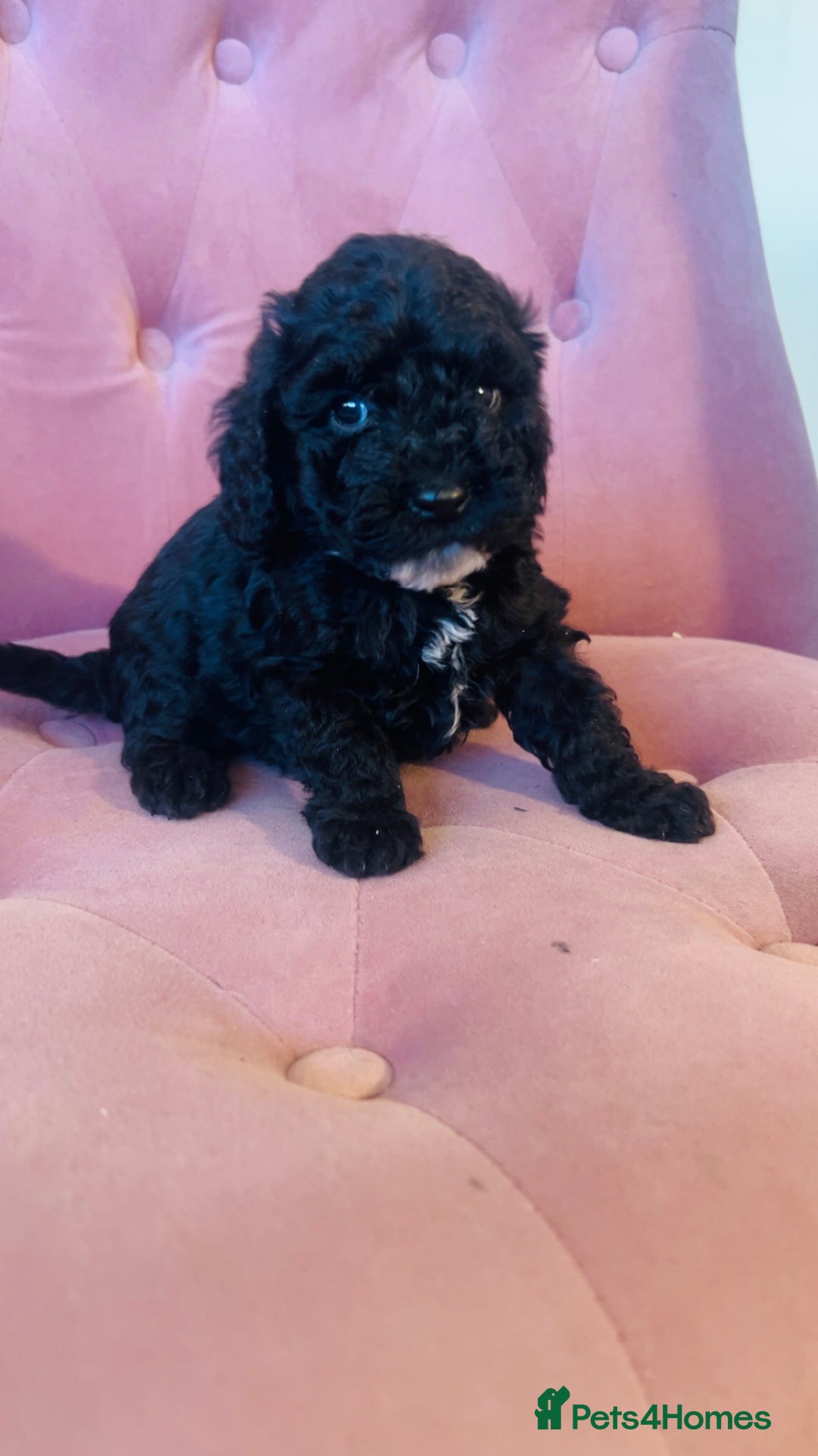 Cockapoo dogs for sale: F2 cockapoo only 3 remaining  - Image 8