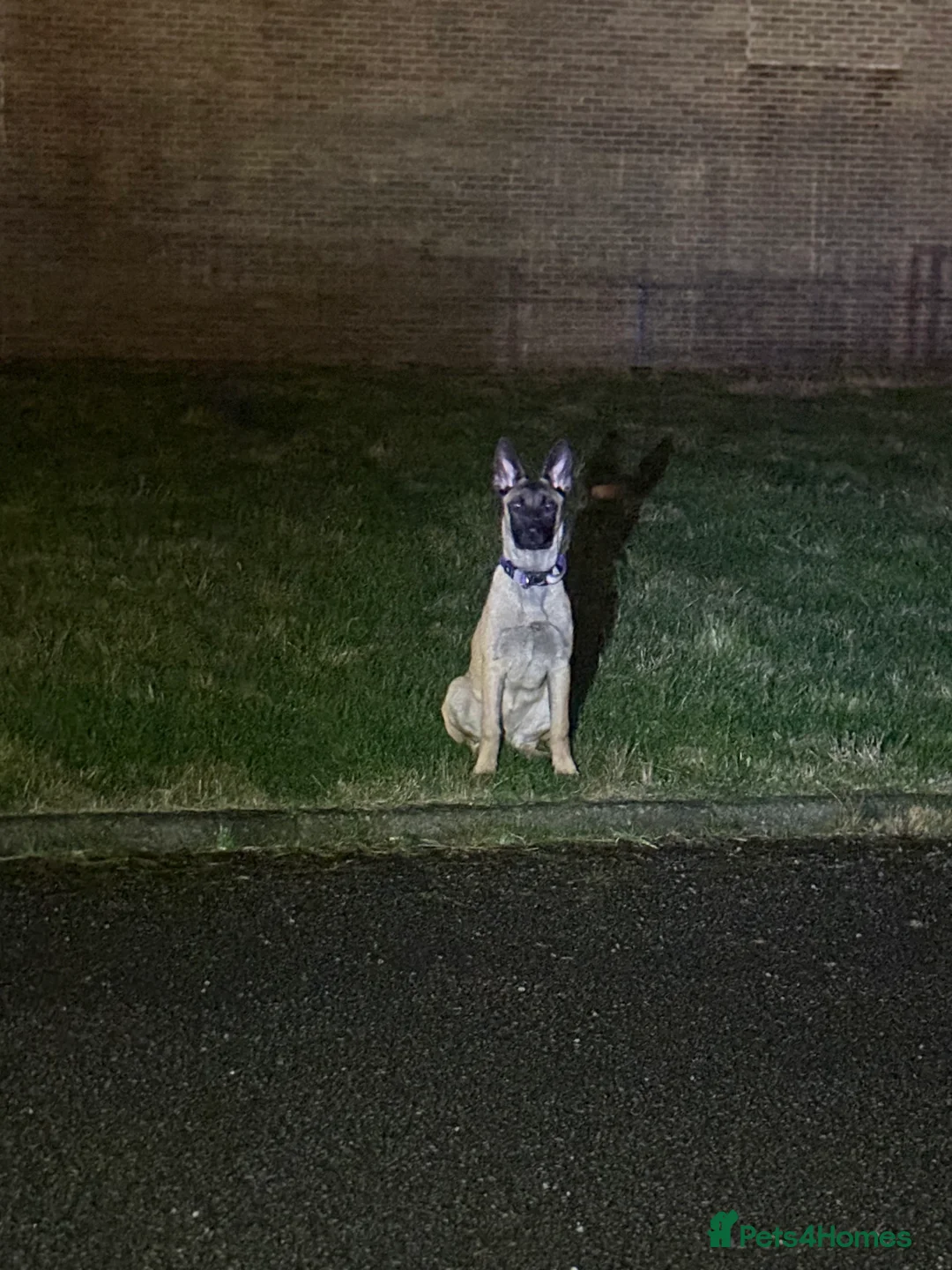 Belgian Shepherd Dog dogs for sale: In need of a genuine new home. - Advert 2