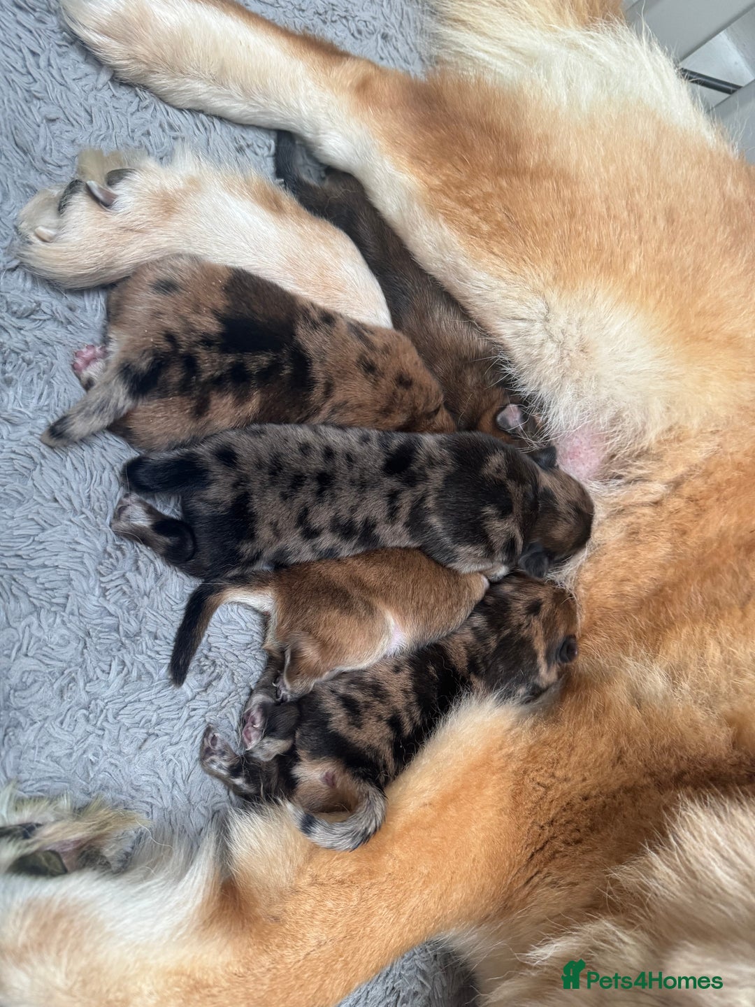 Chow Chow dogs for sale: 5 beautiful Chowchow puppies  - Advert 3