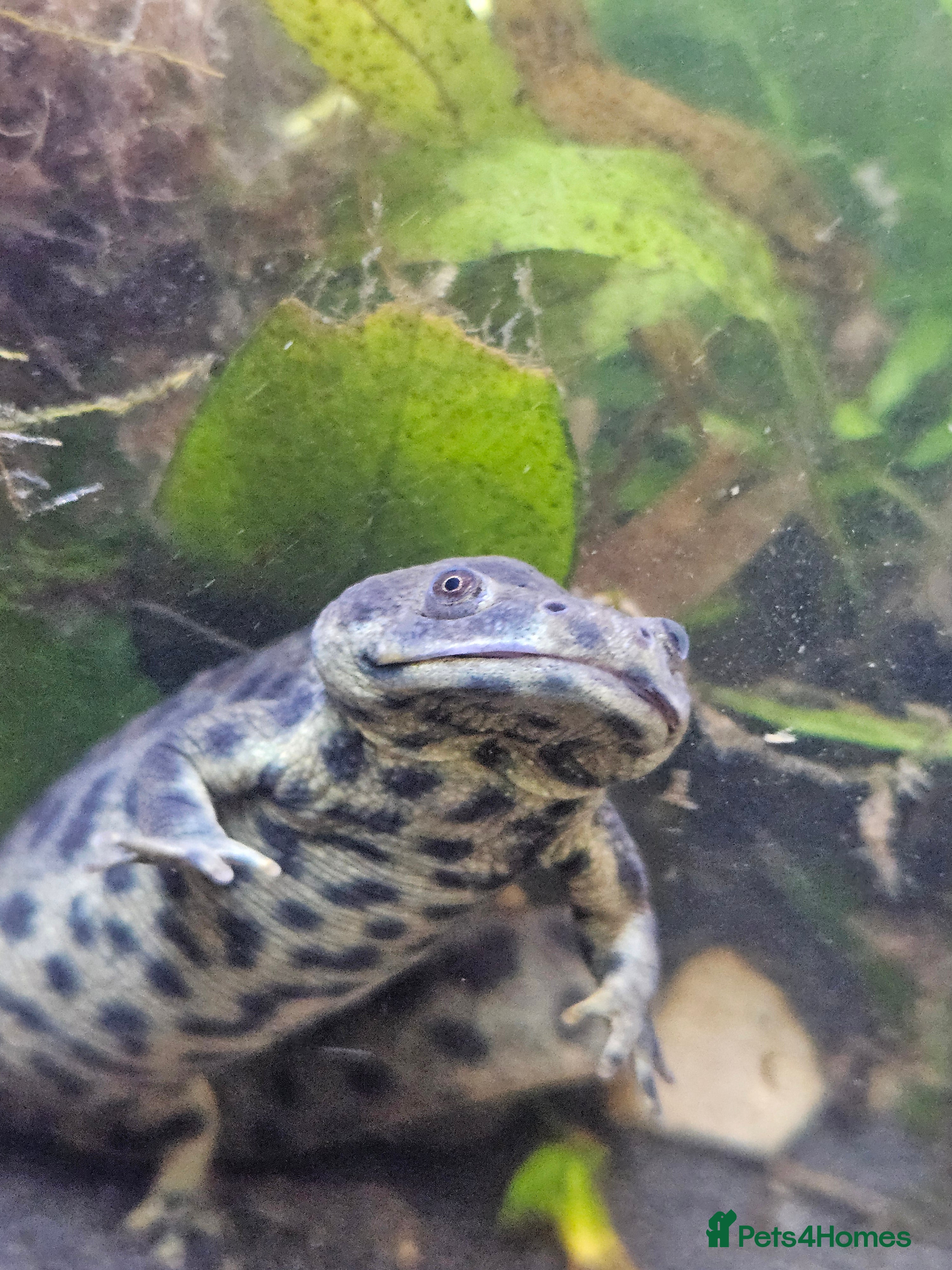 Newt reptiles Spanish Ribbed Newts & Tank - Advert 4