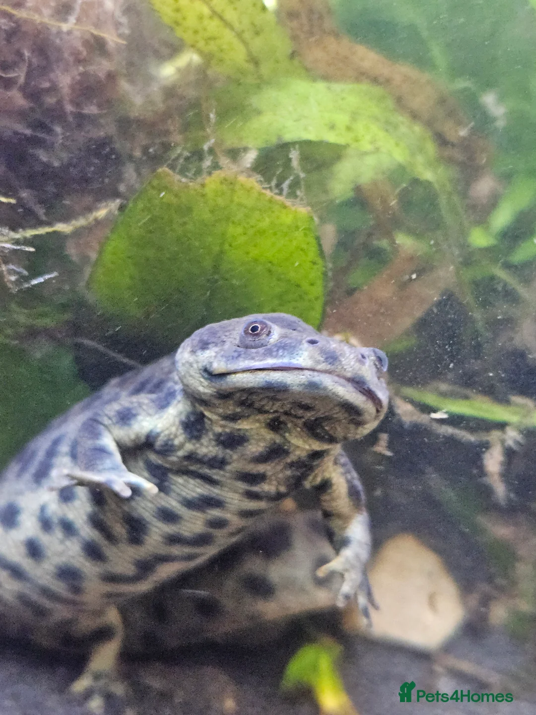 Newt reptiles for sale: Spanish Ribbed Newts & Tank in Newcastle upon Tyne - Advert 5