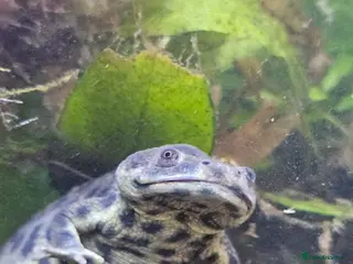 Newt reptiles Spanish Ribbed Newts & Tank - Advert 4