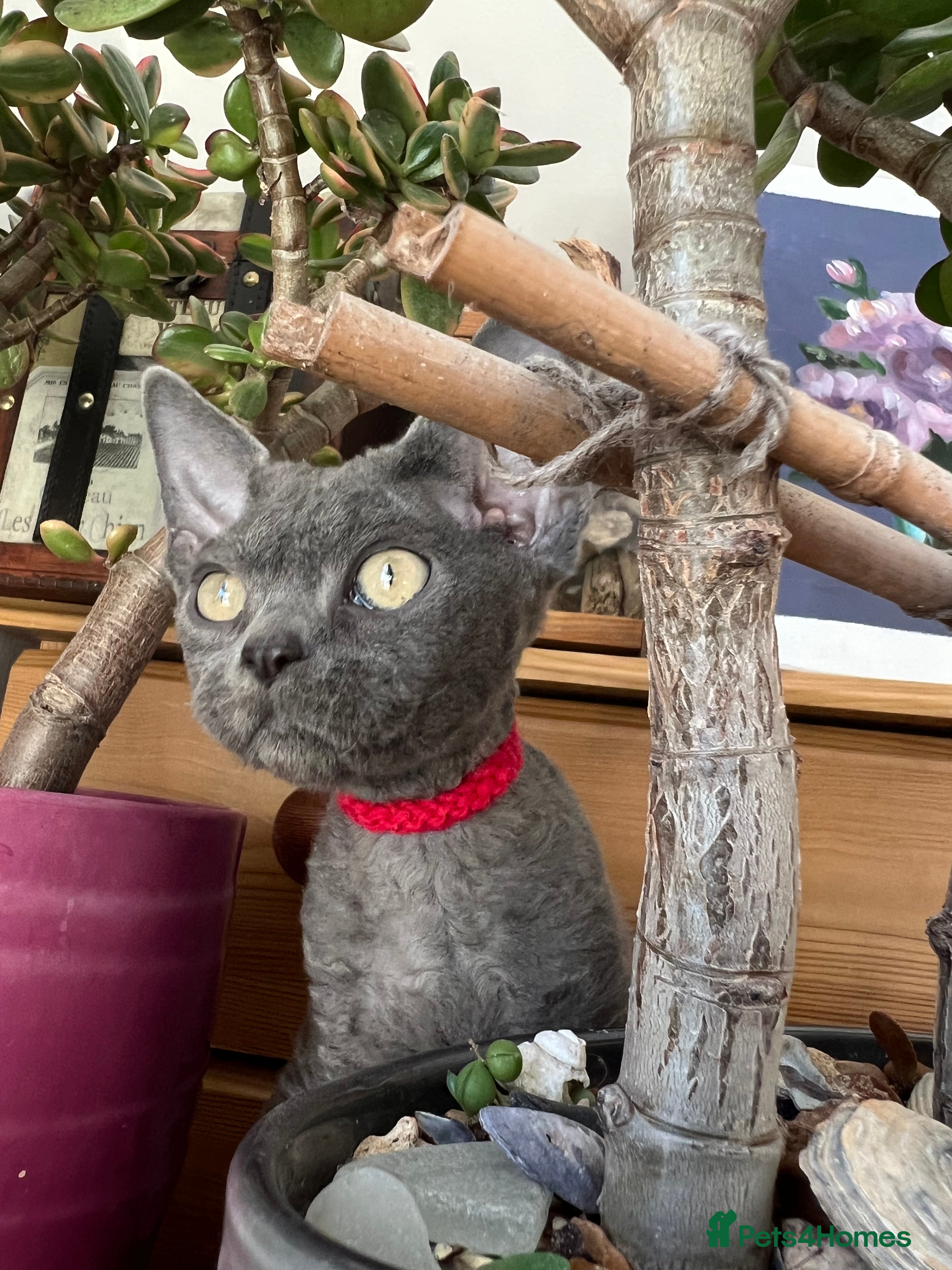 Devon Rex cats Devon Rex kittens  - Advert 18