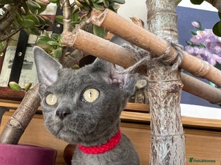 Devon Rex cats Devon Rex kittens - Advert 18