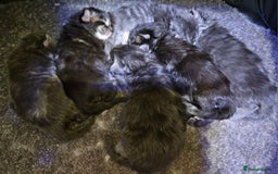 Maine Coon cats for sale: REGISTERED SILVER SMOKE GIRL - Image 3