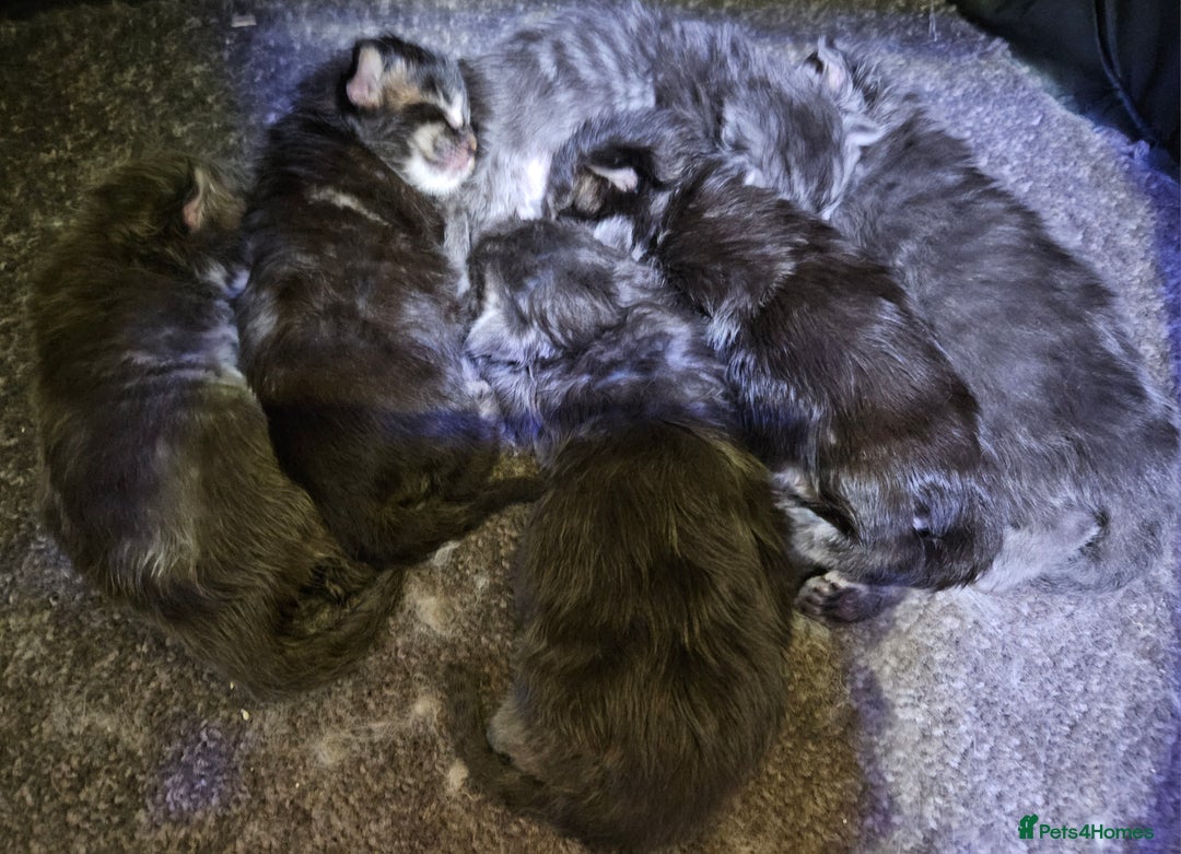 Maine Coon cats for sale: REGISTERED SILVER SMOKE GIRL - Image 3