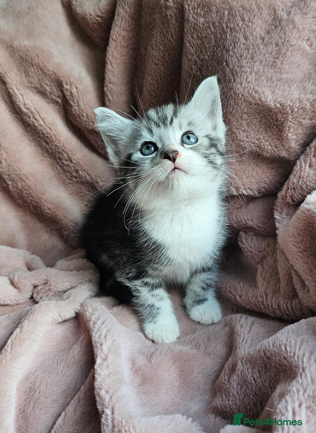 Maine Coon cats for sale: Half Maine Coon kittens - Advert 9