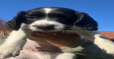 English Springer Spaniel dogs - Advert 12