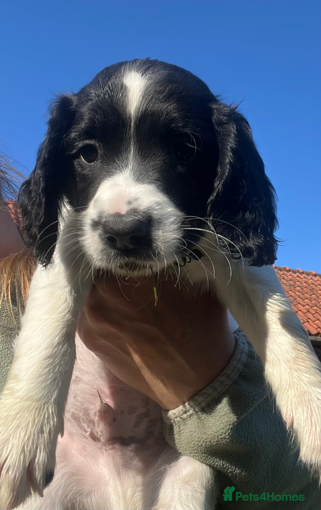 English Springer Spaniel dogs for sale: KC Springer Spaniel Puppies - Image 2