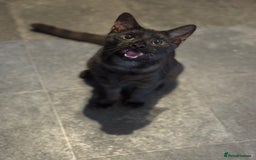 Egyptian Mau cats for sale: TICA reg Spotted EgyptianMau x Bengal LOWEST PRICE - Image 4