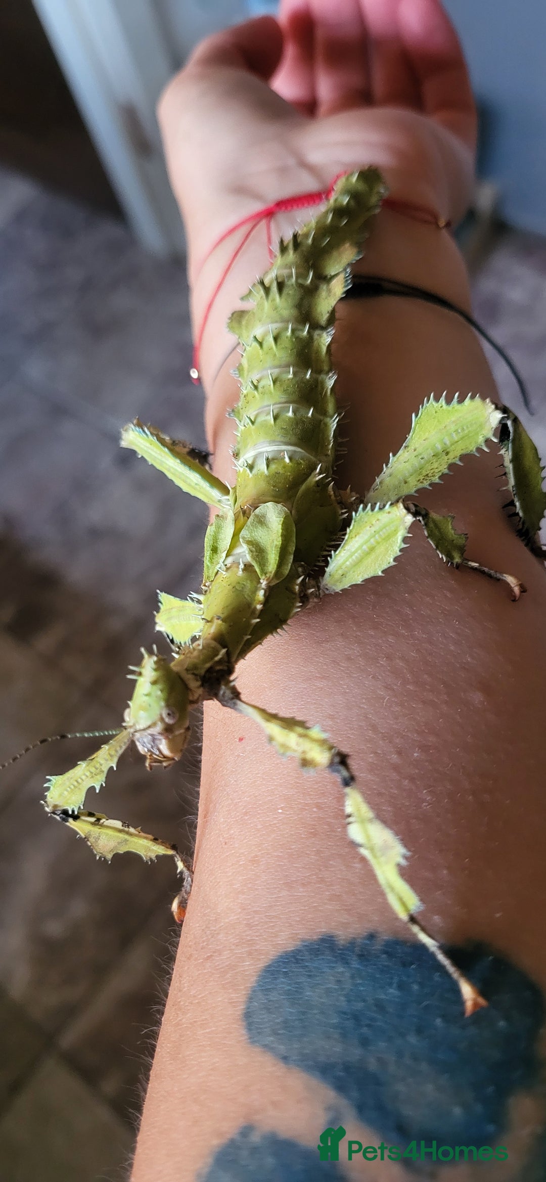 Stick Insects invertebrates for sale: Extatosoma tiaratum - Image 2