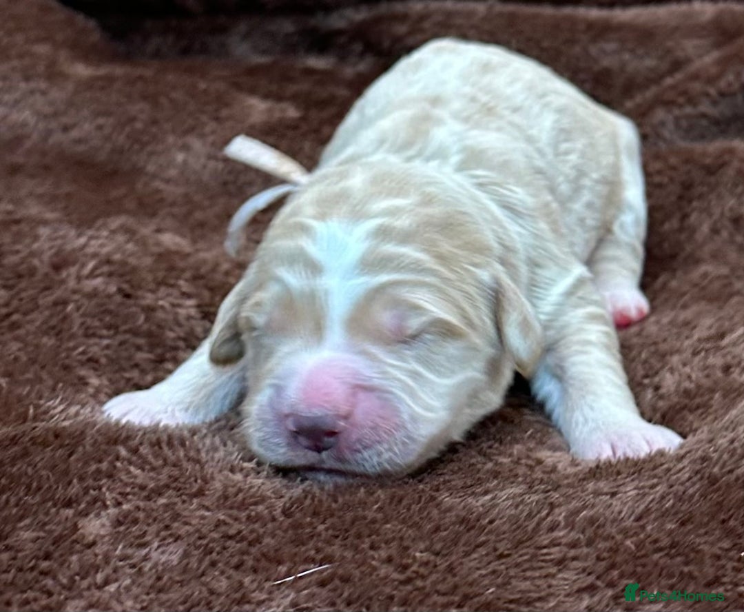Double Doodle dogs for sale: Double Doodle puppies from Health tested parents - Image 8