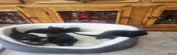 Mixed Breed cats for sale: Kittens forsale in Liverpool - Advert 3