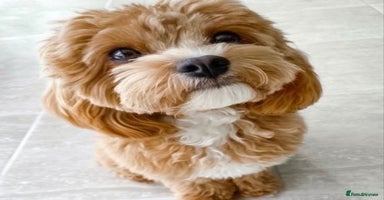Maltese dogs - Advert 9