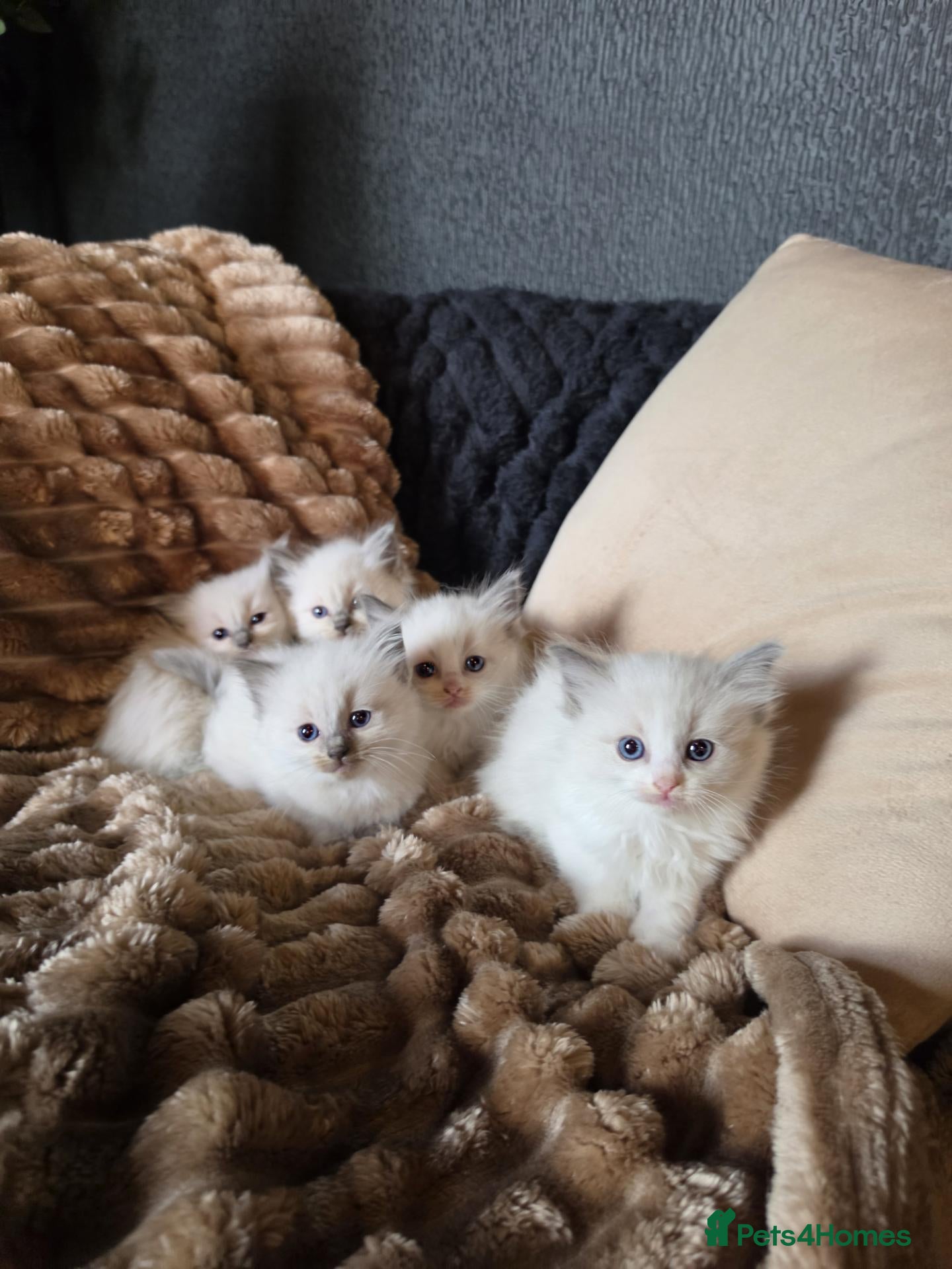 Ragdoll cats Beautiful Blue Ragdoll Kittens 2 Boys & 3 Girls - Advert 6
