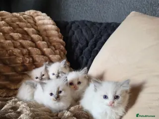 Ragdoll cats Beautiful Blue Ragdoll Kittens 2 Boys & 3 Girls - Advert 3