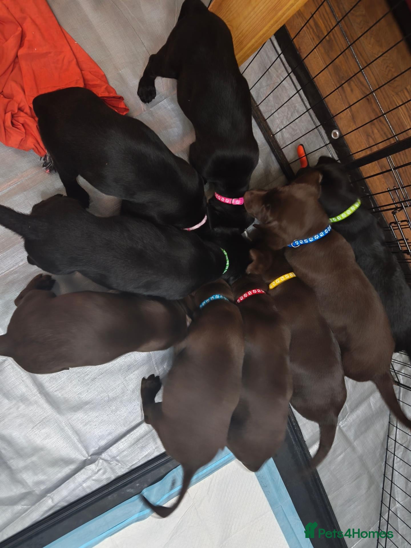 Labrador Retriever dogs Labrador Puppies only 3 black left & 1 choc girl  - Advert 6