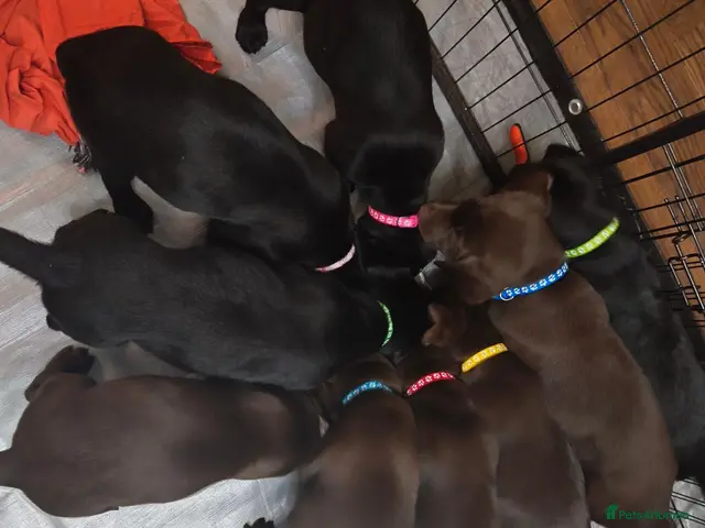 Labrador Retriever dogs Labrador Puppies only 3 black left & 1 choc girl - Advert 6