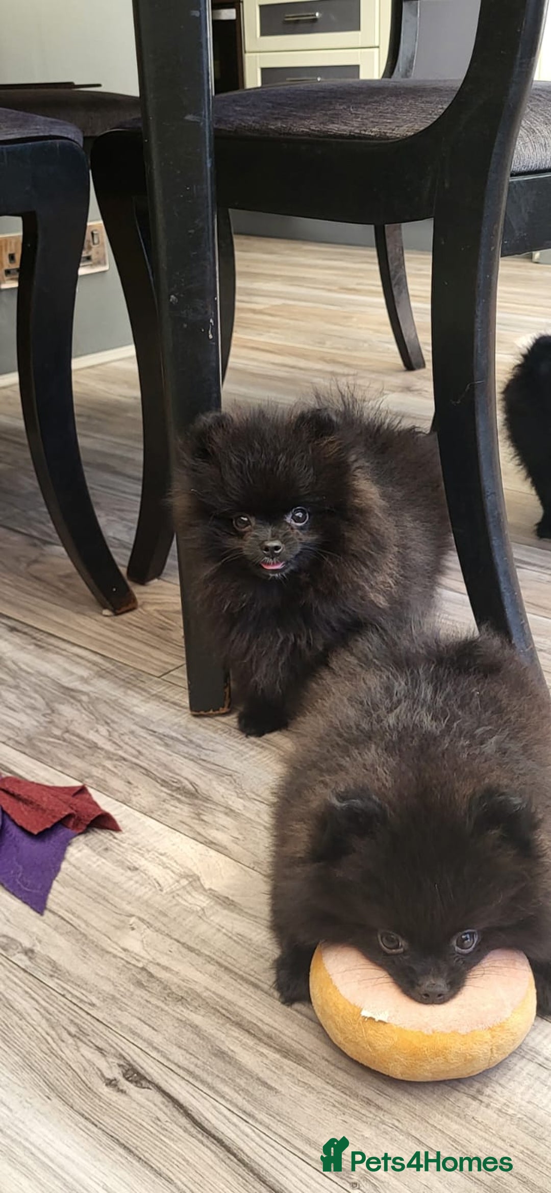 Pomeranian dogs for sale: KC registered  ** mall black Pomeranian Boys - Image 8