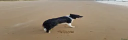 Border Collie dogs for sale: 4 year old Border Collie in Frinton-on-Sea - Advert 11