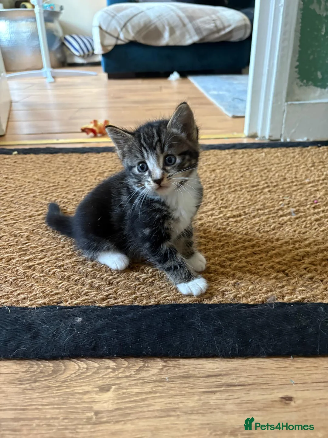 Mixed Breed cats for sale: British blue x long hair black moggy  in Reading - Advert 4