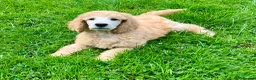 Standard Poodle dogs for sale: KC reg apricot standard poodle boy - Advert 14