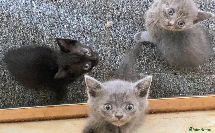 Russian Blue cats - Advert 1