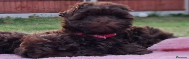 Havanese Puppy 4