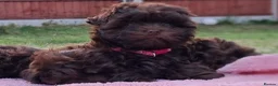 Havanese dogs for sale: Russian Tsvetnaya Bolonka 1 girls 2 boys  - Advert 8