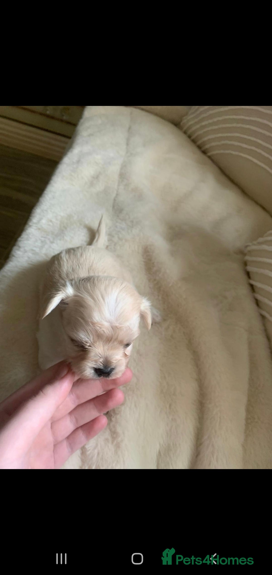 Chipoo dogs for sale: Beautiful Chipoo puppies.  - Image 10