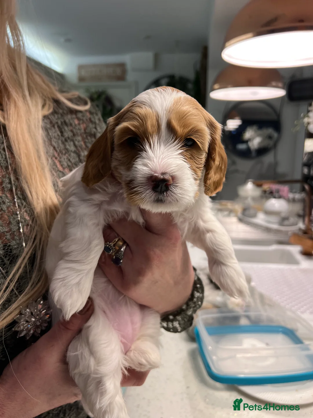 Mixed Breed dogs for sale: Cavapooshion pups  - Advert 3