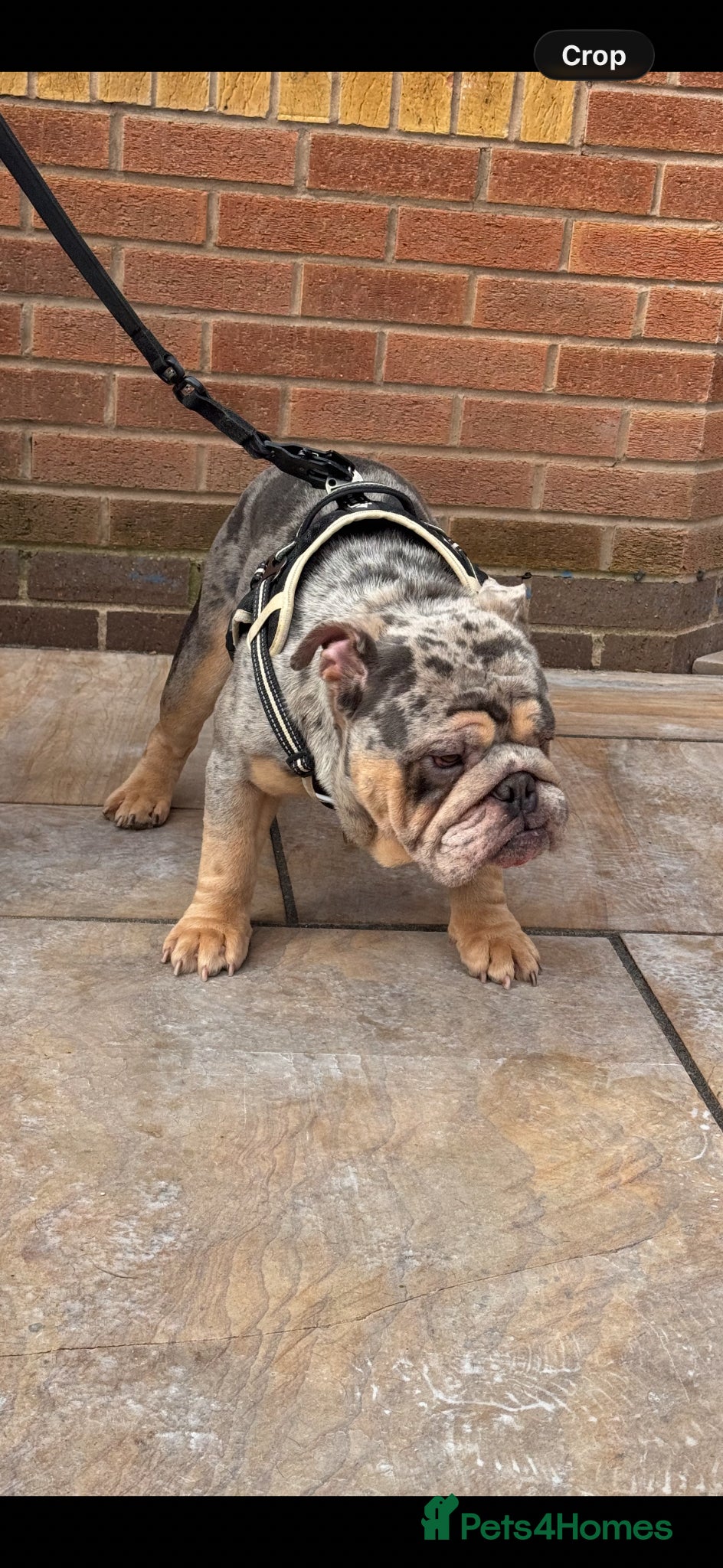 English Bulldog dogs Sorento 007 son  - Advert 1