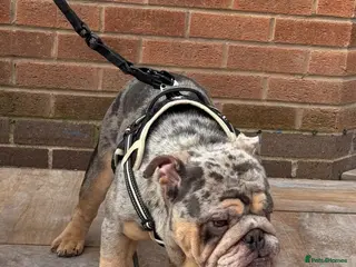 English Bulldog dogs Sorento 007 son - Advert 1