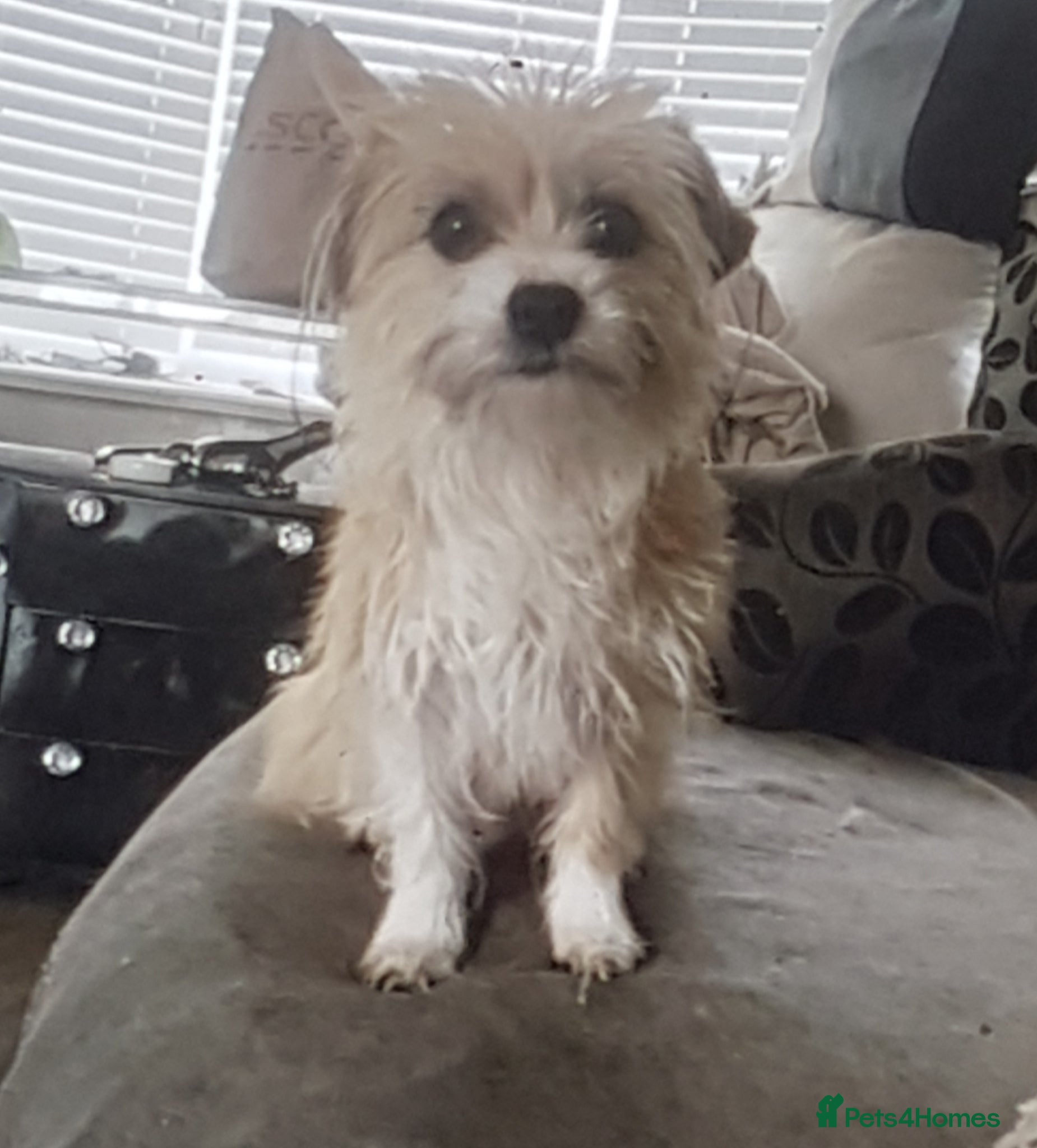 Mixed Breed dogs 5 beautiful mixed breed pups - Advert 18