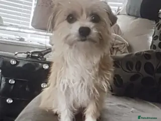 Mixed Breed dogs 5 beautiful mixed breed pups - Advert 18