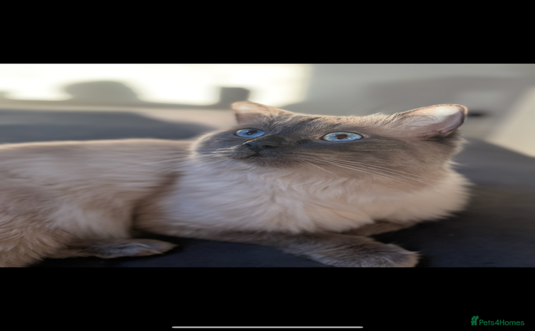 Ragdoll cats - Advert 13
