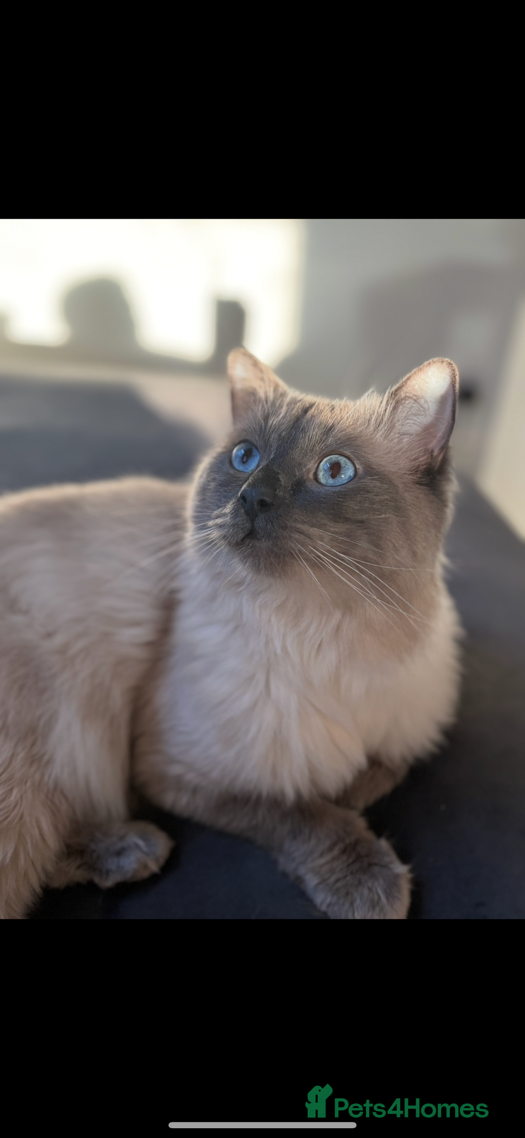 Ragdoll cats for sale: 4 blue point Ragdoll kittens  - Image 1