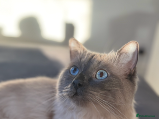 Ragdoll cats for sale: All sold - Advert 1