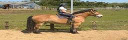 North Swedish Horse horses for sale: Stop Look and Appreciate - This Horse is Unreal  - Advert 5