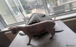 Sphynx cats for sale: 2 year old female sphinx  - Image 2