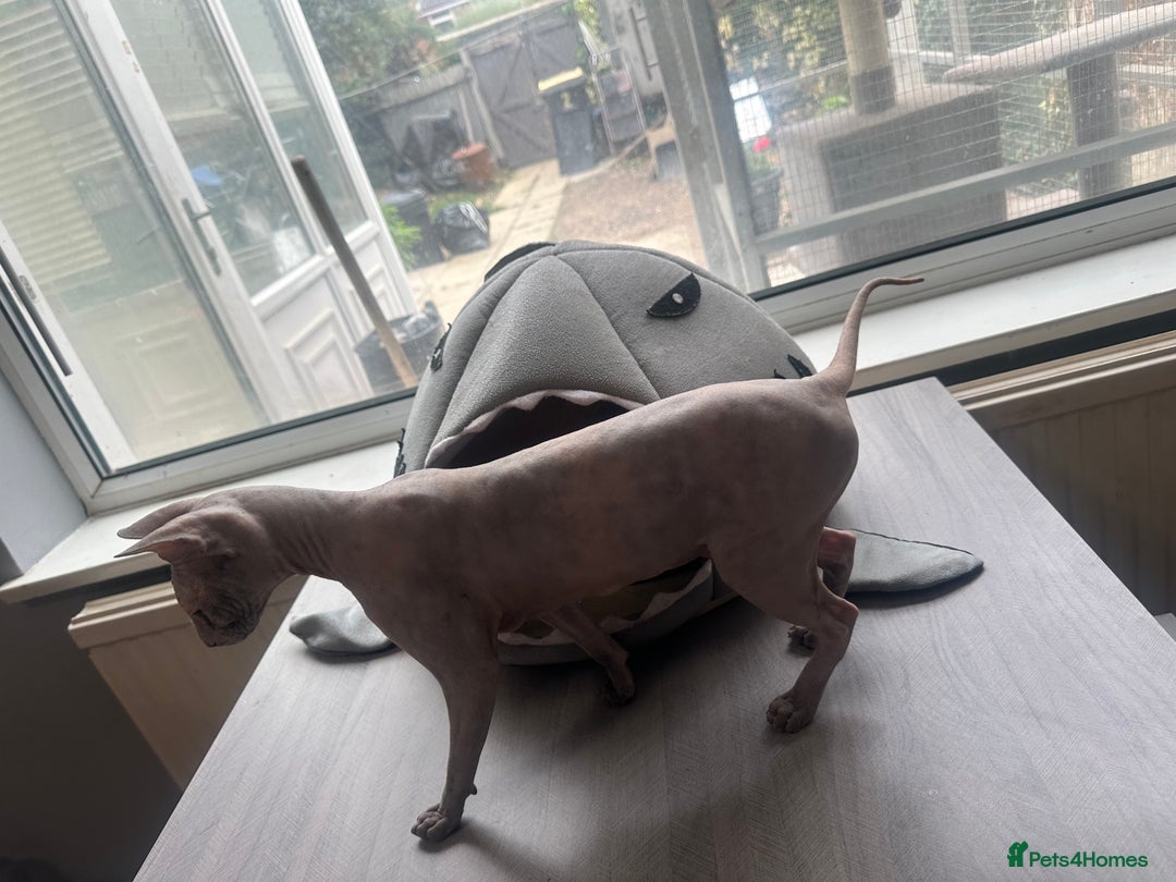 Sphynx cats for sale: 2 year old female sphinx  - Image 2