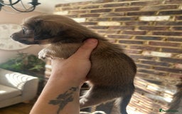 Miniature Dachshund dogs for sale: long haired miniature dachshund puppies - Image 11