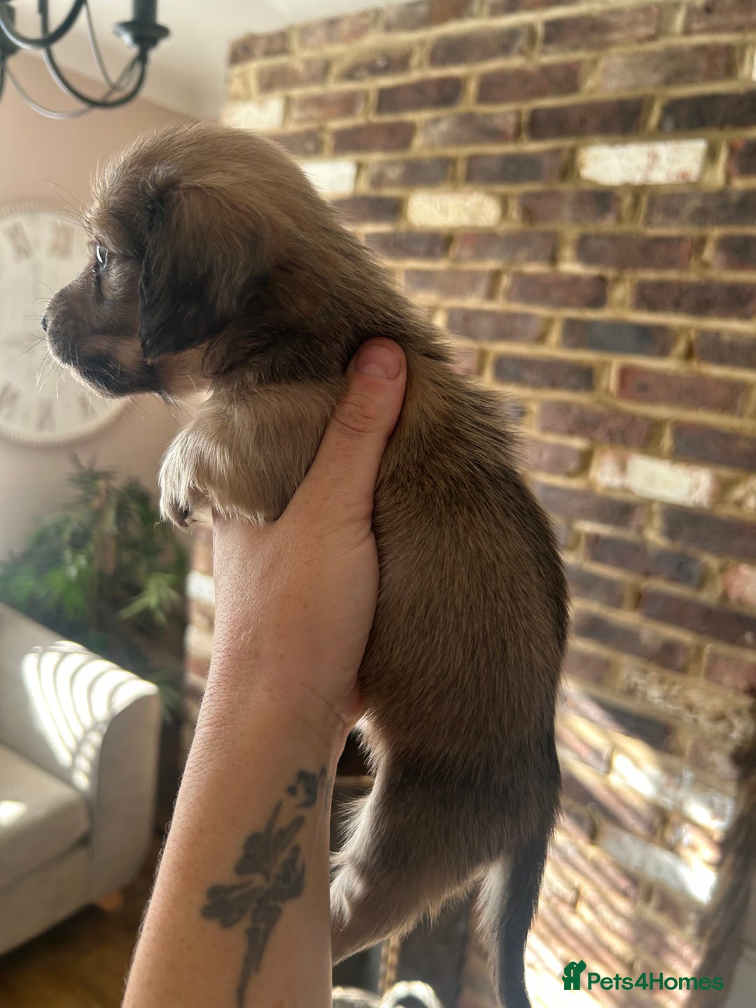 Miniature Dachshund dogs for sale: long haired miniature dachshund puppies - Image 11