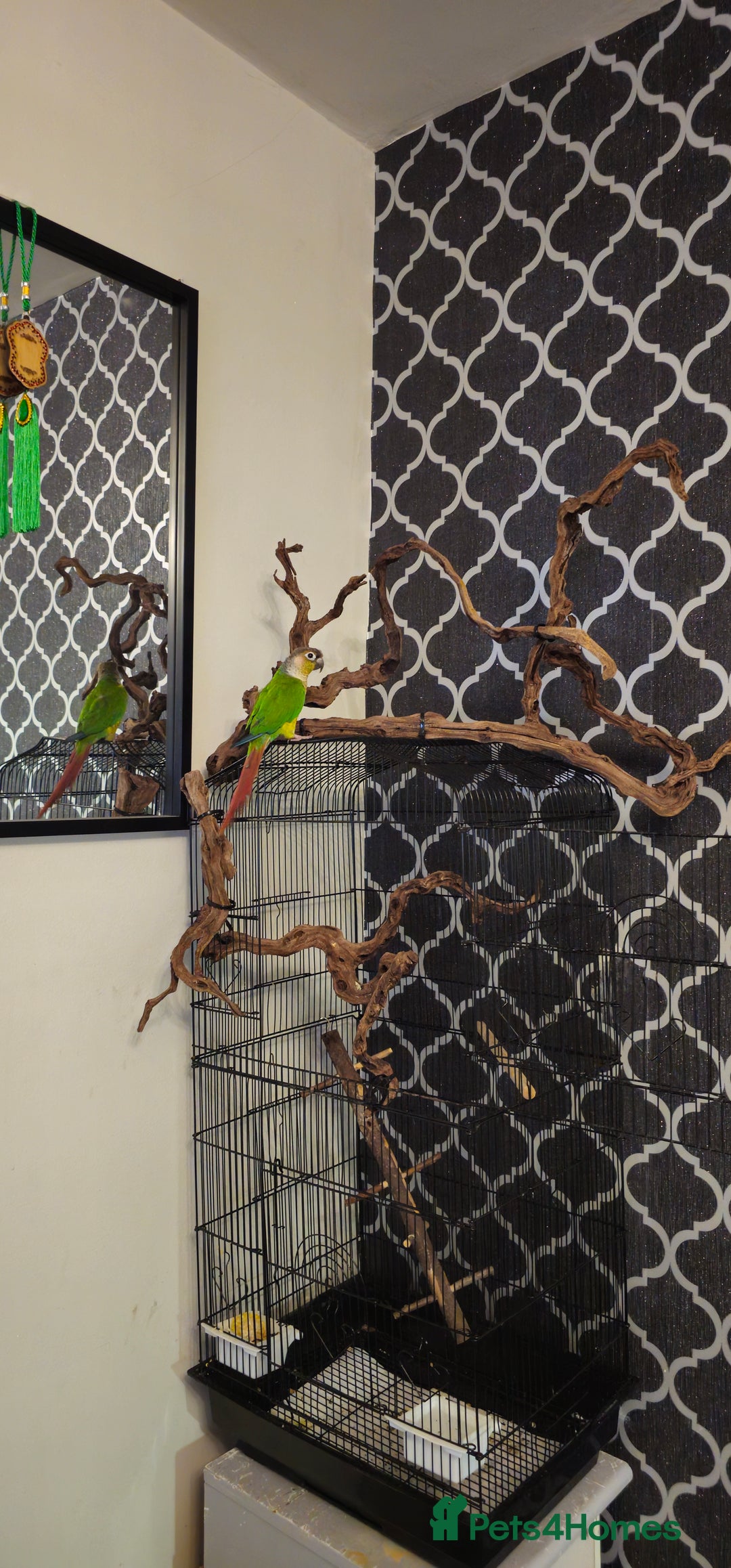 Conures birds for sale: Conure for sale - Advert 3