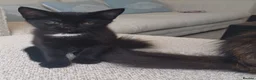 Mixed Breed cats for sale: Kitten girl  - Advert 2