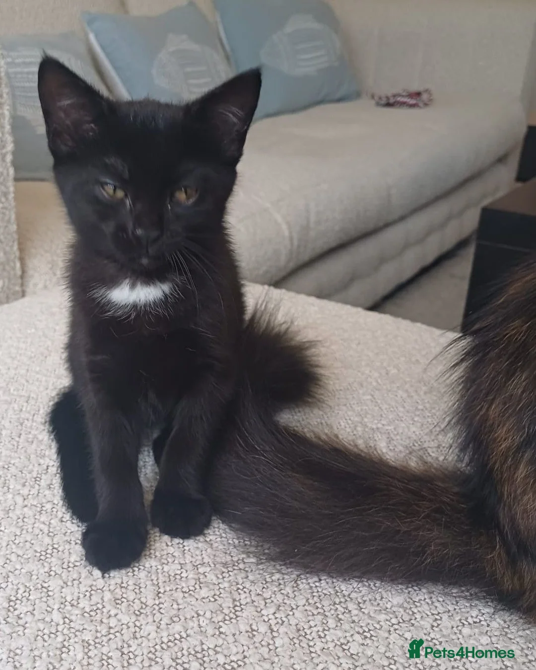 Mixed Breed cats for sale: Kitten girl  - Advert 2