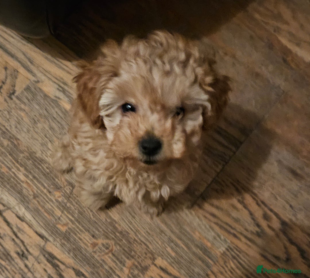 Toy Poodle dogs for sale: Toast - Advert 4